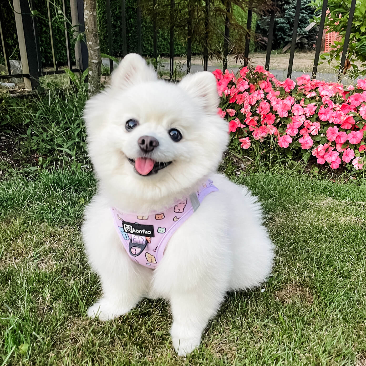 Step-In Dog Harness - Gummy Bear