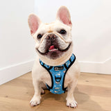 Exploration Lite No-Pull Dog Harness - Shark