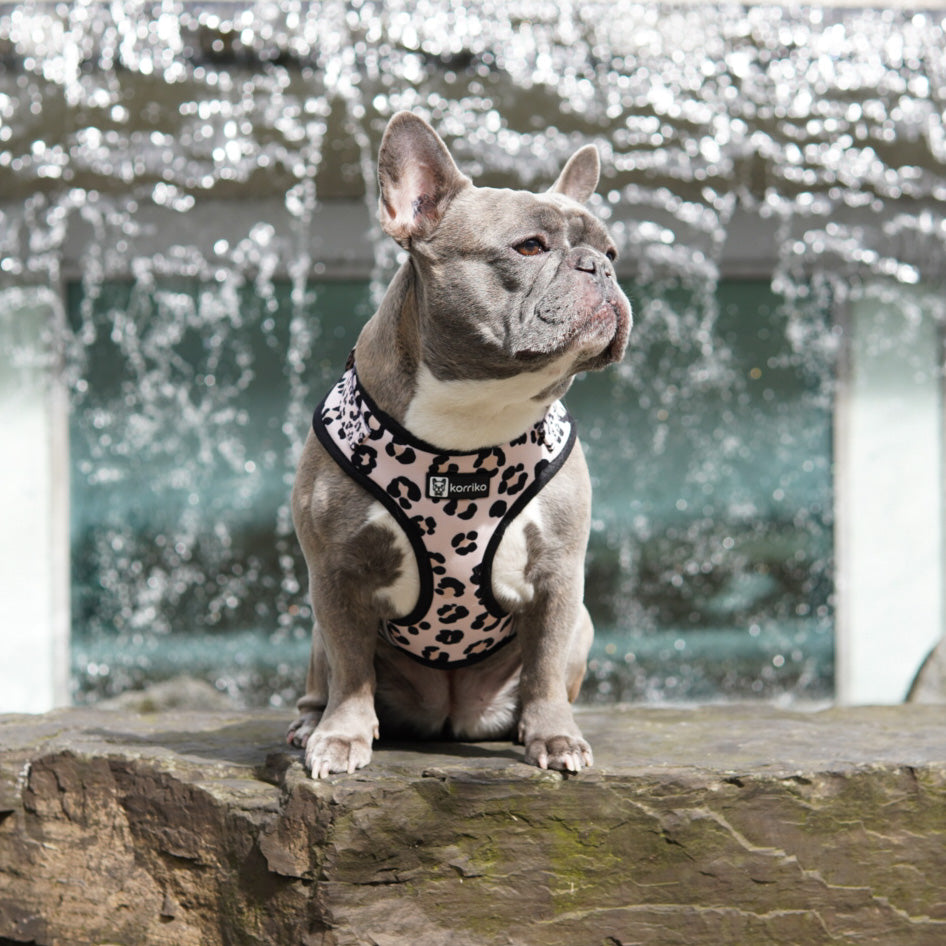 Adjustable Dog Harness - Leopard (SECONDS - FINAL SALE)