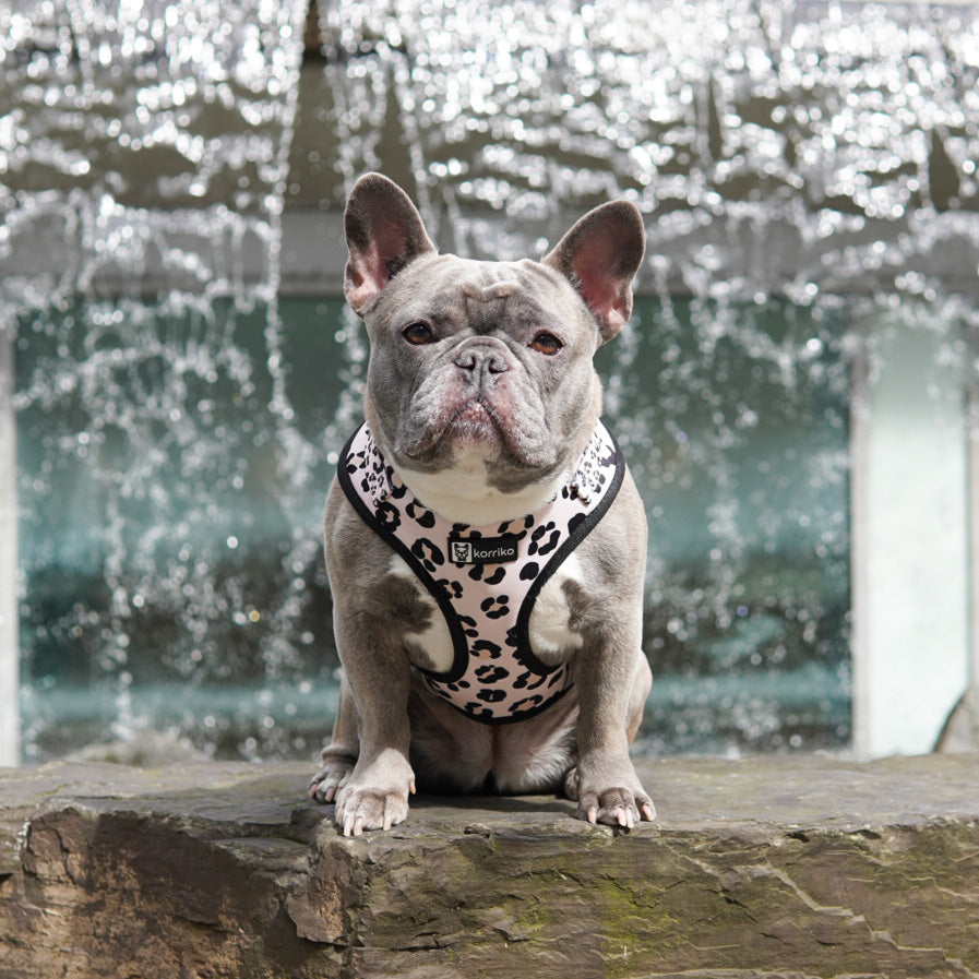 Adjustable Dog Harness - Leopard