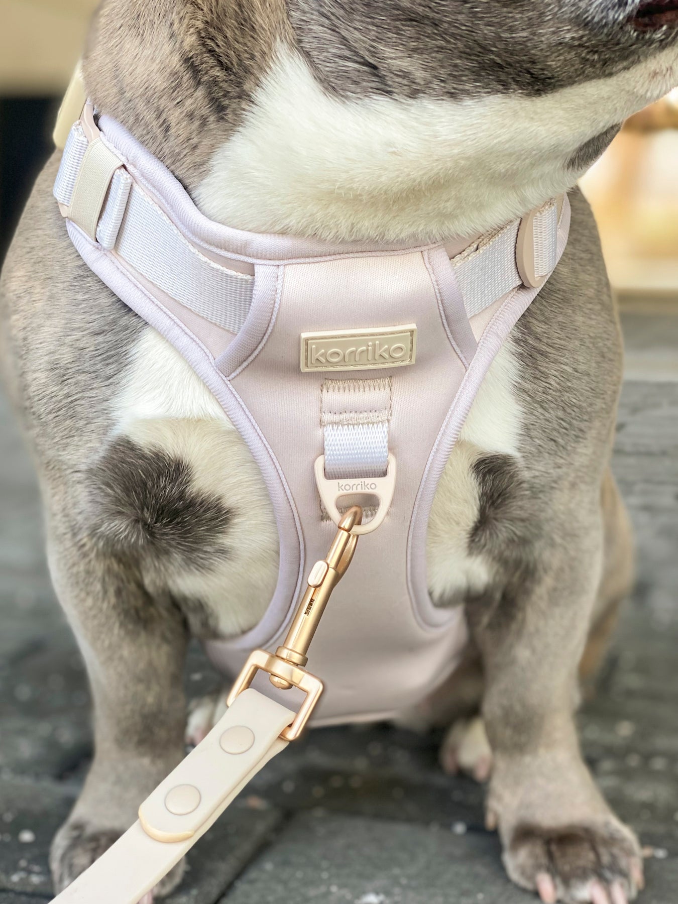 Exploration Lite No-Pull Dog Harness - Almond Nude