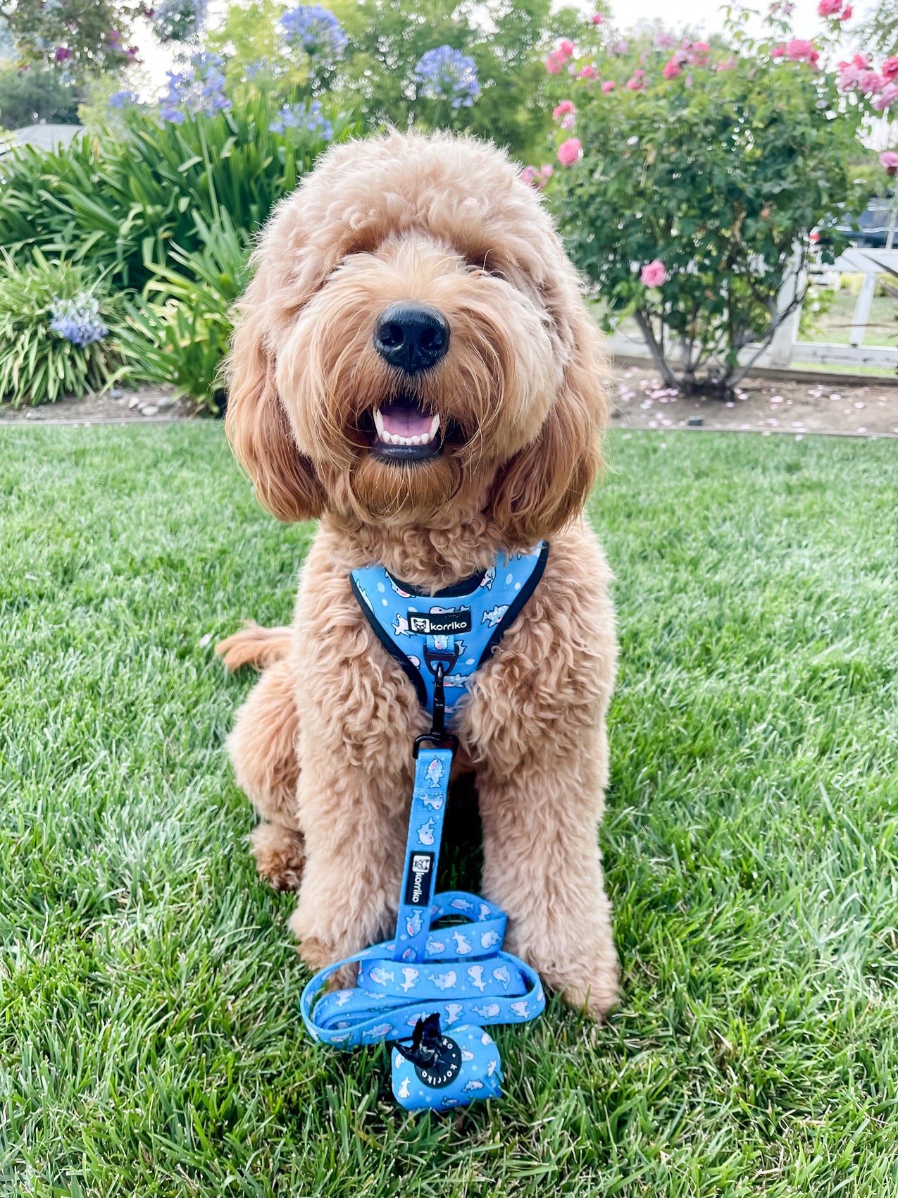 Dog Leash - Shark