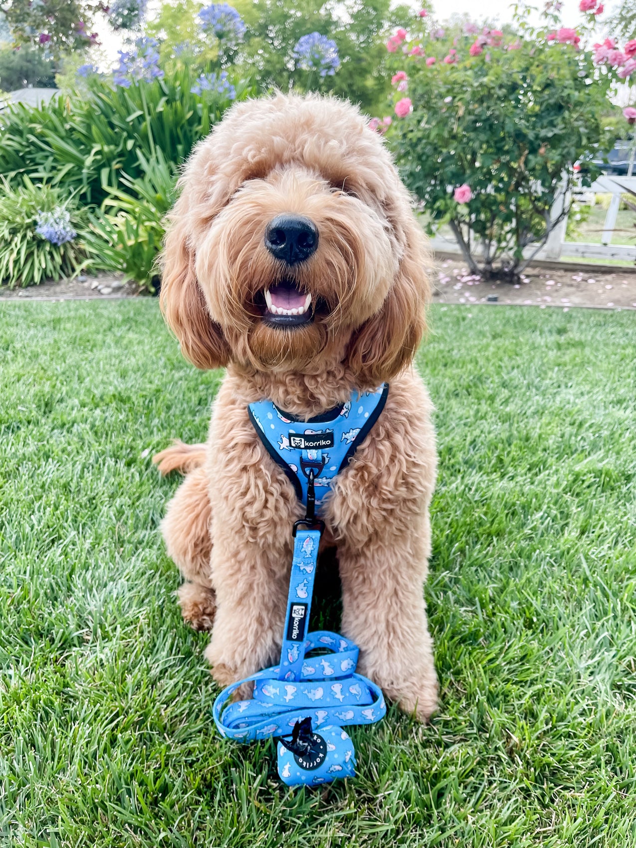 Adjustable Dog Harness - Shark