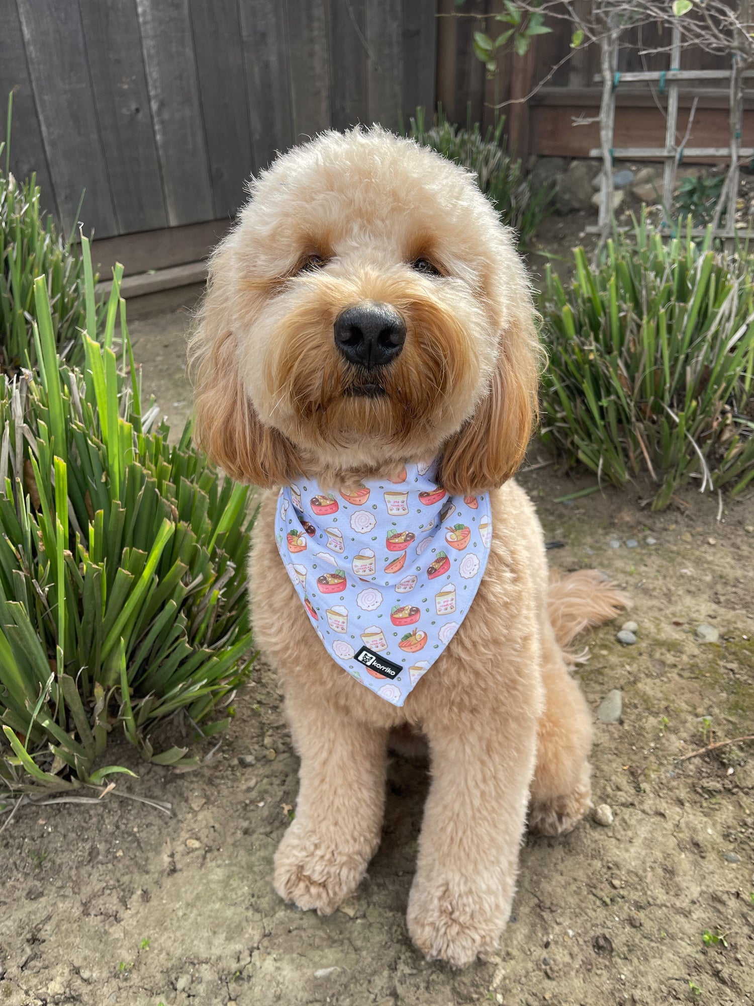 Cooling Dog Bandana - Ramen