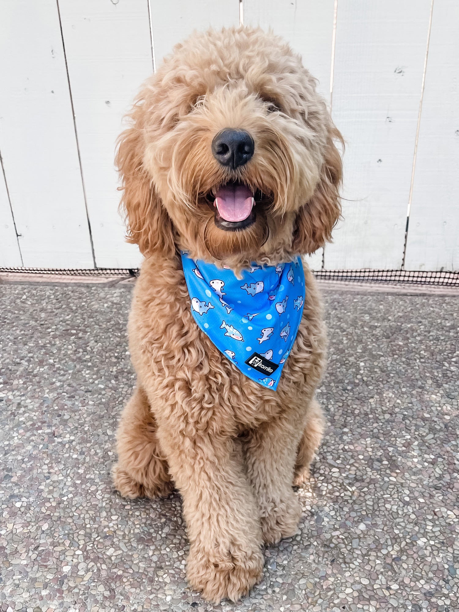 Cooling Dog Bandana - Shark