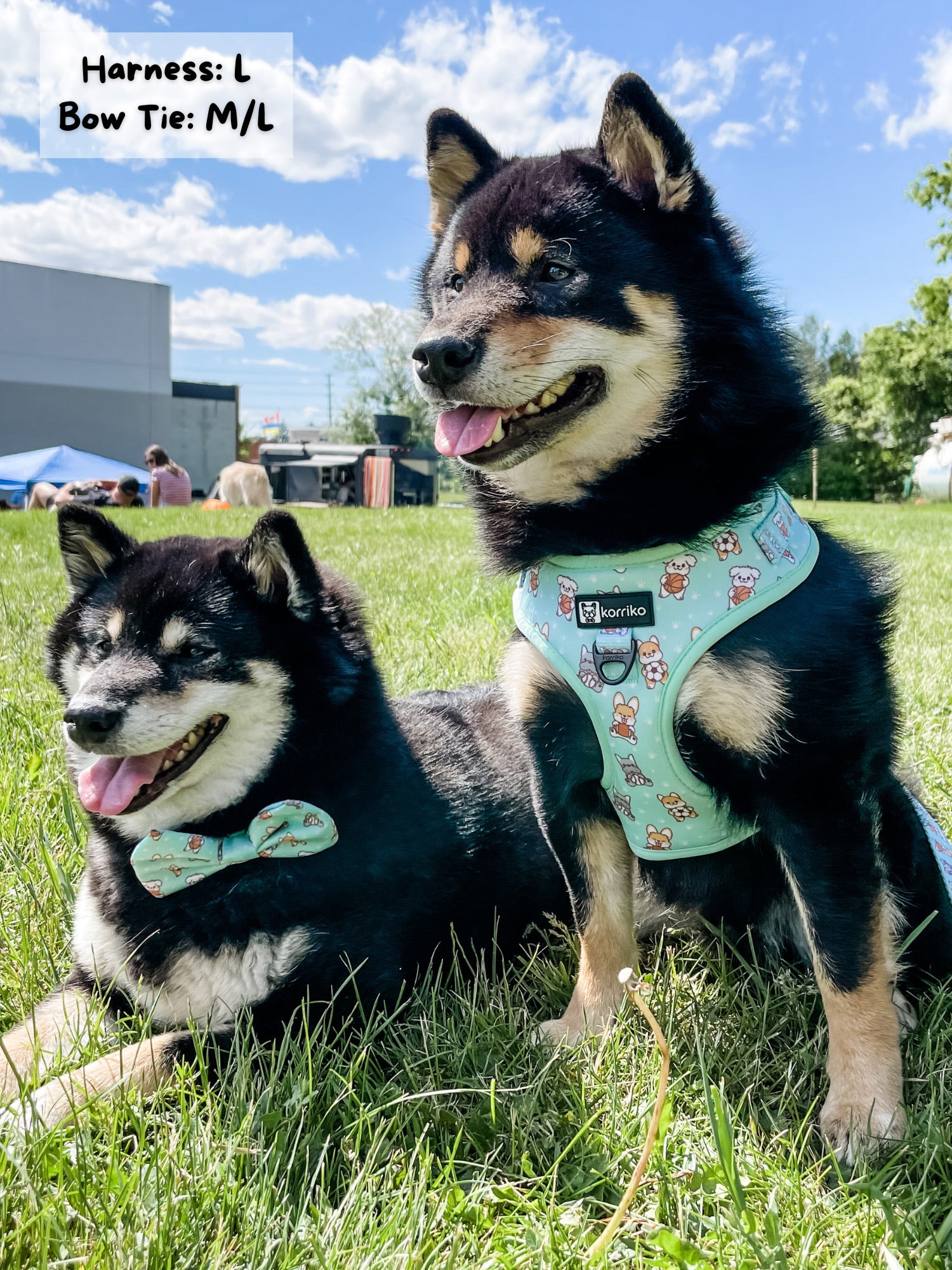 Adjustable Dog Harness - Dream Team (Final Sale)
