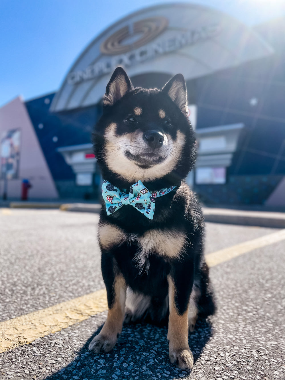 Dog Bow Tie - Pupflix (Final Sale)