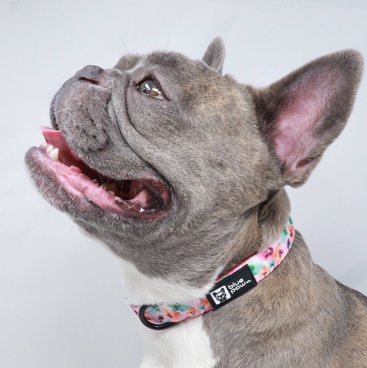 Dog Collar - Full Bloom (Blue Paw Co. - FINAL SALE)