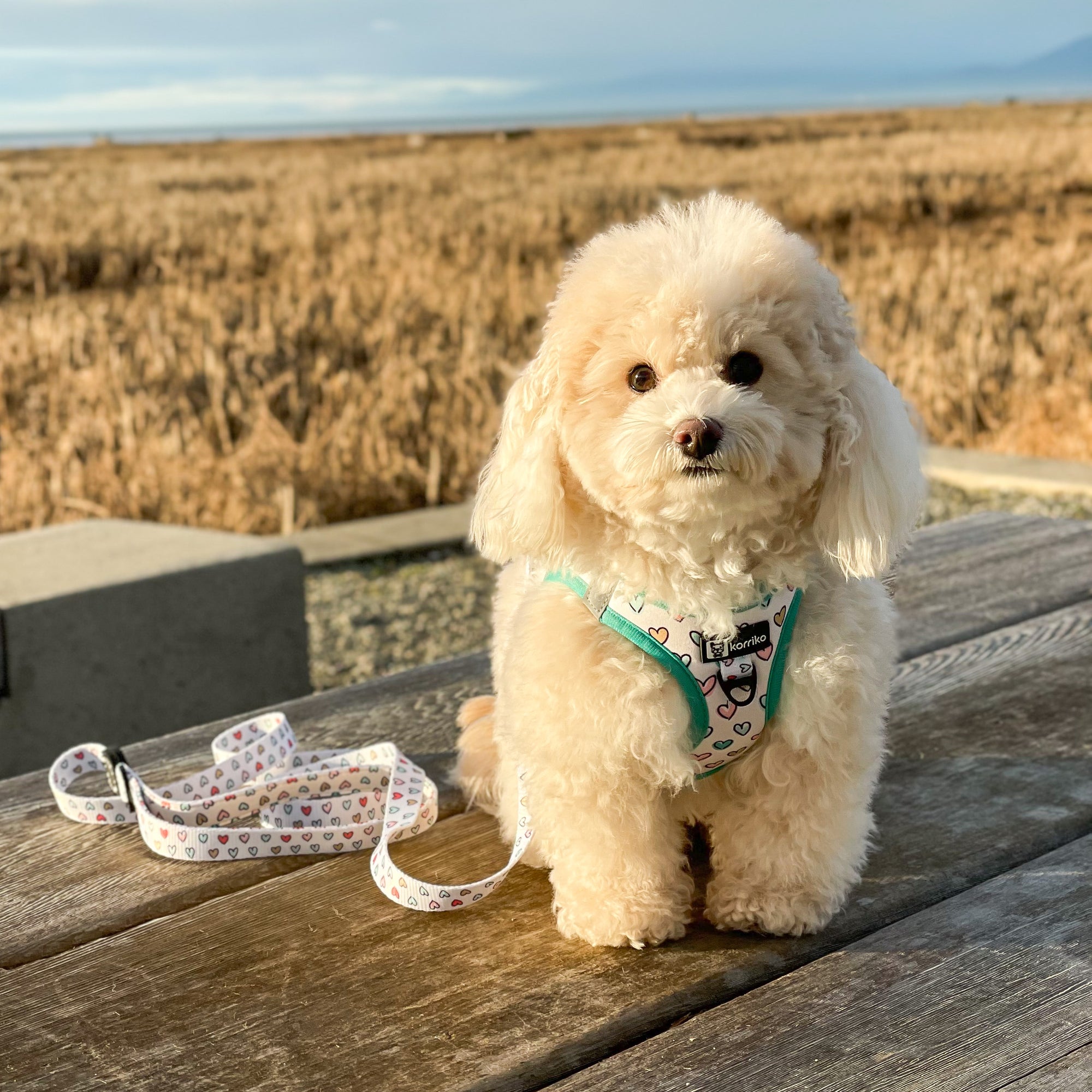 Step-In Dog Harness - Feel The Love