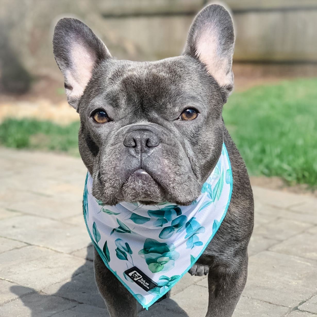Cooling Dog Bandana - Modern Eucalyptus (Blue Paw Co. - FINAL SALE)