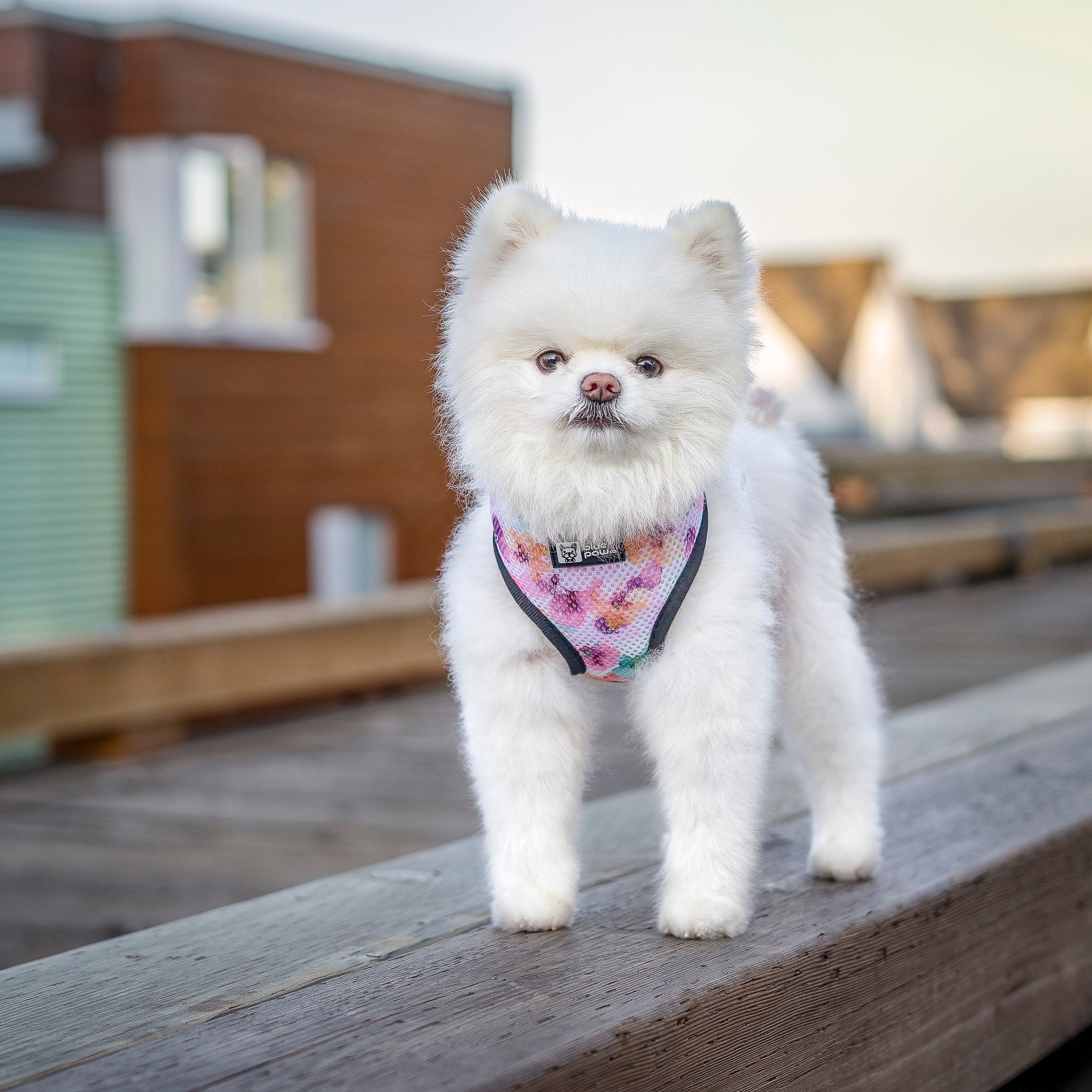Classic Dog Harness - Full Bloom (Blue Paw Co. - FINAL SALE)