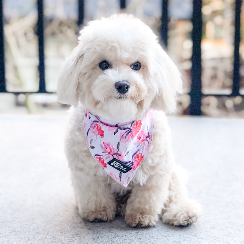 Cooling Dog Bandana - Rosa (Blue Paw Co. - FINAL SALE)