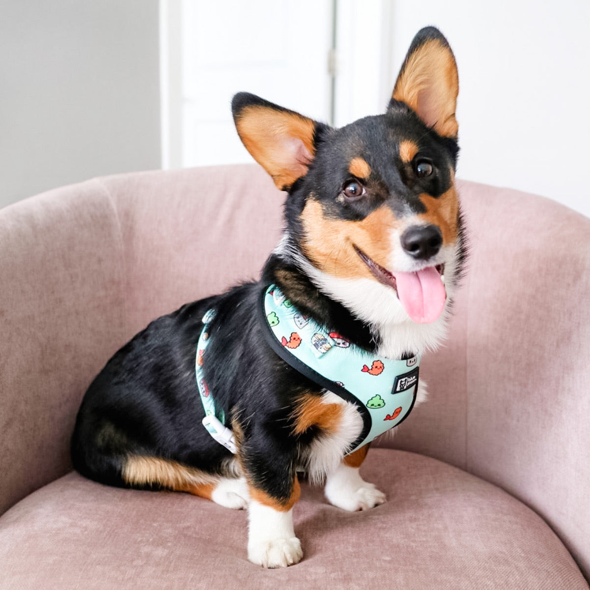Adjustable Dog Harness - Sushi (Blue Paw Co. - FINAL SALE)