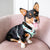 Adjustable Dog Harness - Sushi (Blue Paw Co. - FINAL SALE)