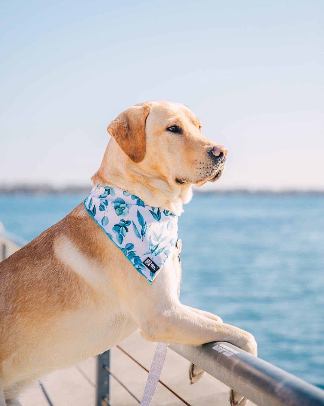 Cooling Dog Bandana - Modern Eucalyptus (Blue Paw Co. - FINAL SALE)