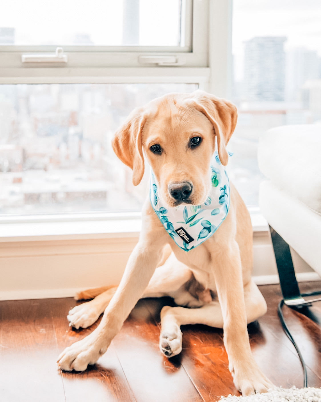 Cooling Dog Bandana - Modern Eucalyptus (Blue Paw Co. - FINAL SALE)