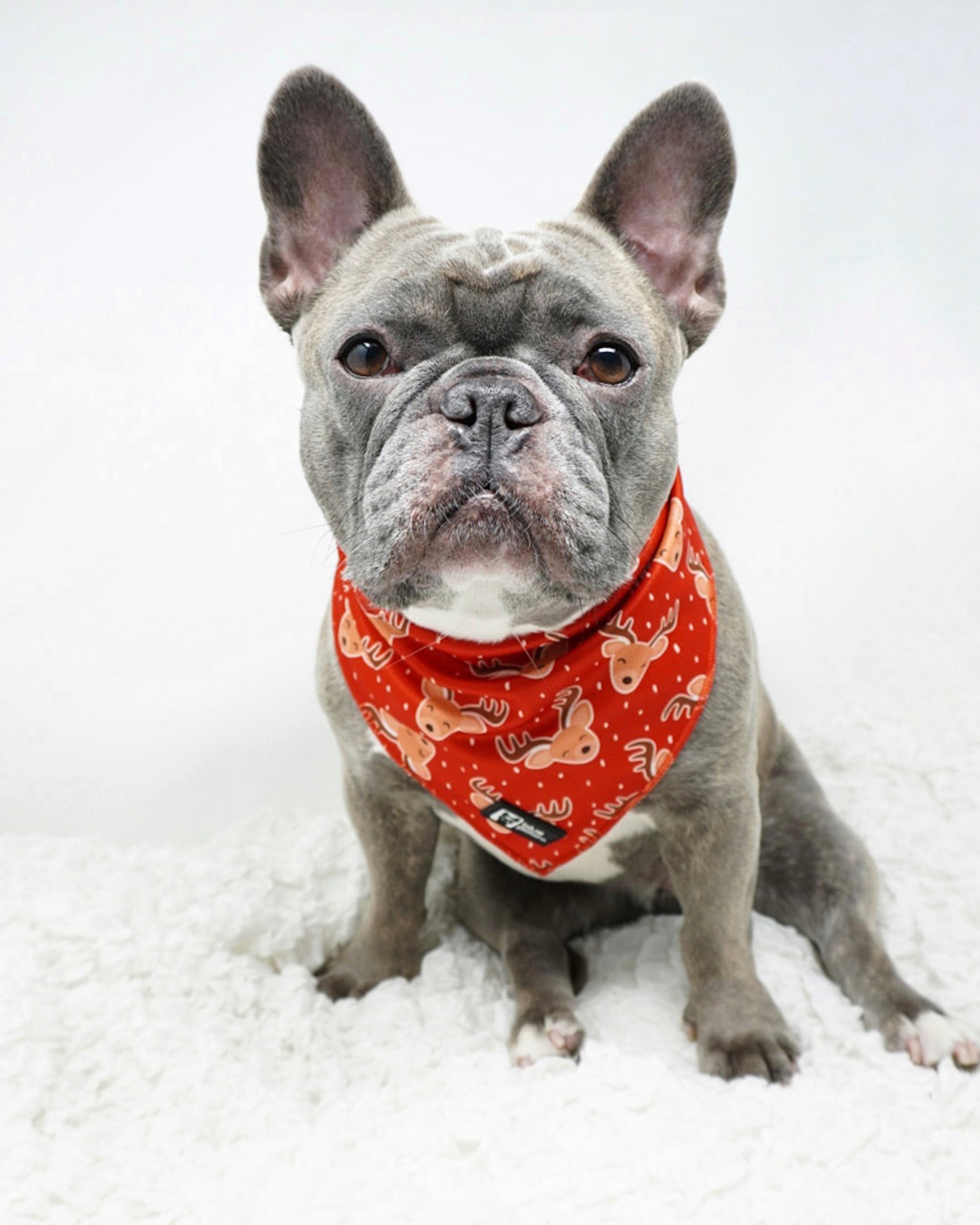 Cooling Dog Bandana - Jolly Reindeer (Blue Paw Co. - FINAL SALE)