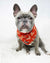 Cooling Dog Bandana - Jolly Reindeer (Blue Paw Co. - FINAL SALE)