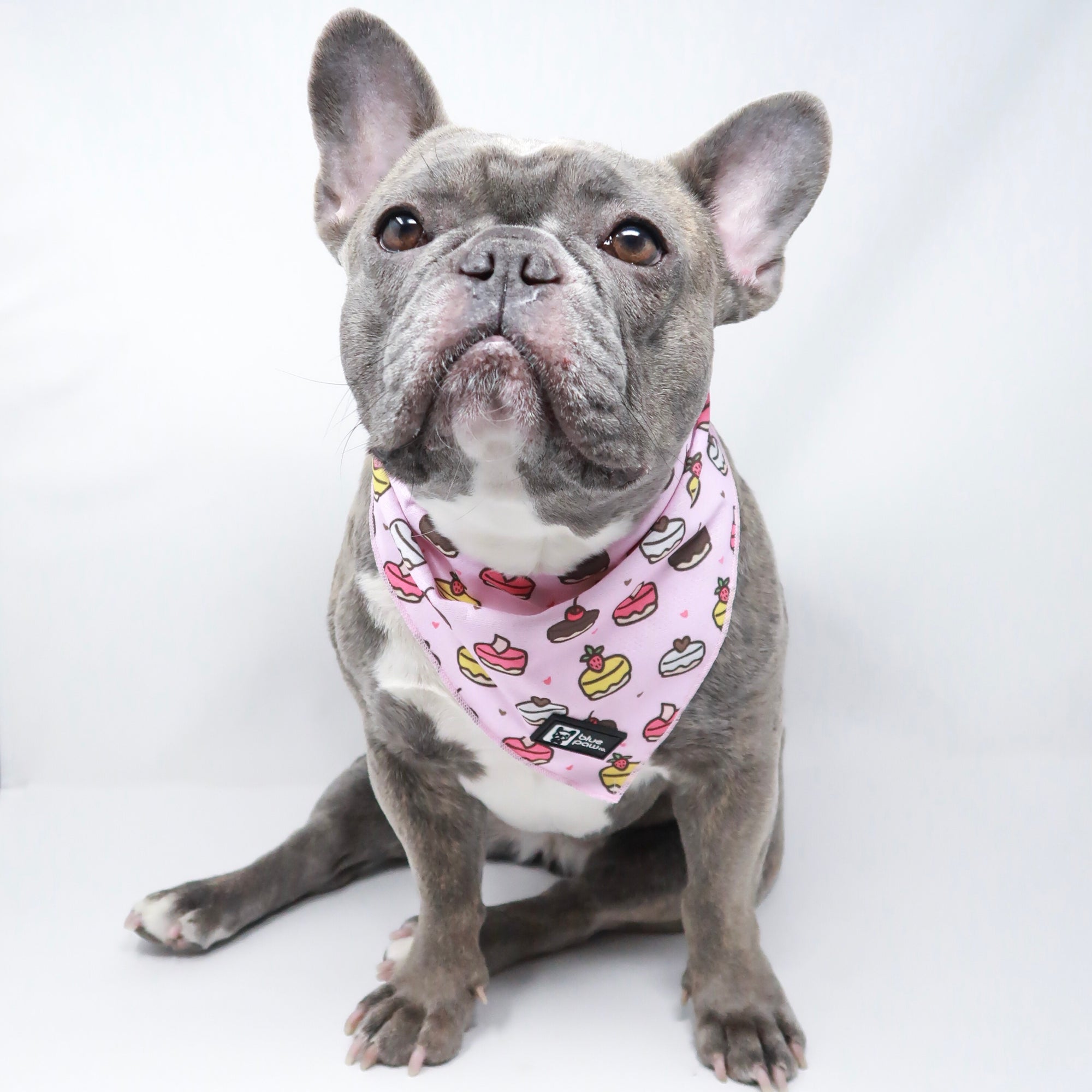 Cooling Dog Bandana - Piece Of Cake (BPC - SECONDS - FINAL SALE)