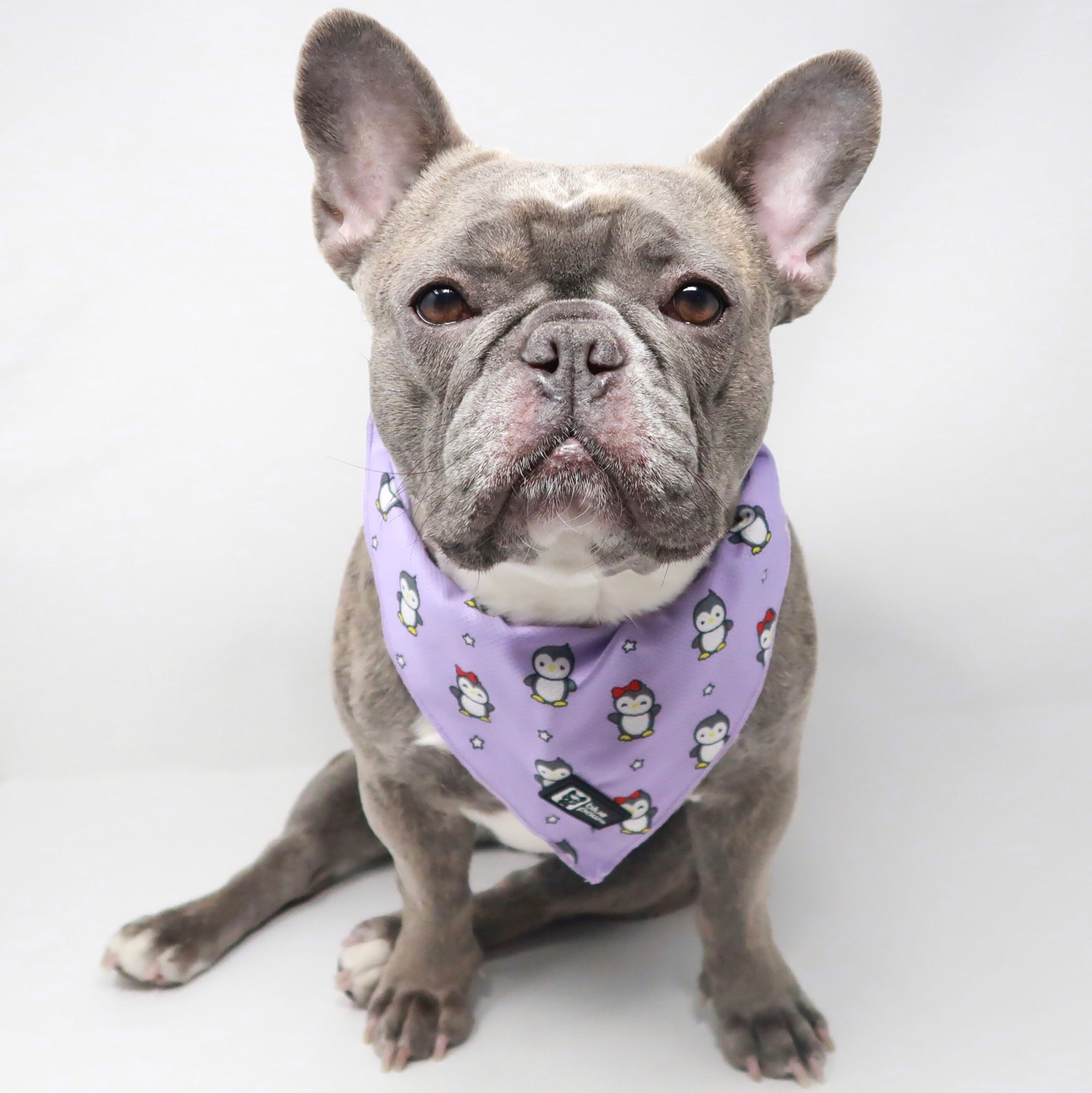 Cooling Dog Bandana - Frosty Feet (Blue Paw Co. - FINAL SALE)