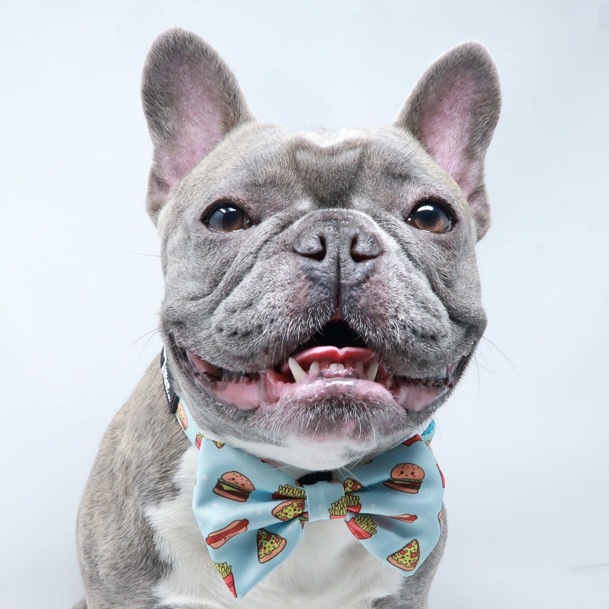 Dog Collar - Cheat Day (Blue Paw Co. - FINAL SALE)