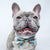 Dog Collar - Cheat Day (Blue Paw Co. - FINAL SALE)