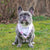 Cooling Dog Bandana - Fleur (Blue Paw Co. - FINAL SALE)