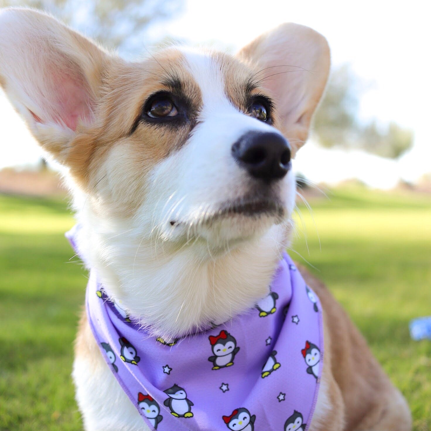Cooling Dog Bandana - Frosty Feet (Blue Paw Co. - FINAL SALE)