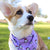 Cooling Dog Bandana - Frosty Feet (Blue Paw Co. - FINAL SALE)