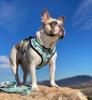 Adjustable Dog Harness - Sushi (BPC - SECONDS - FINAL SALE)