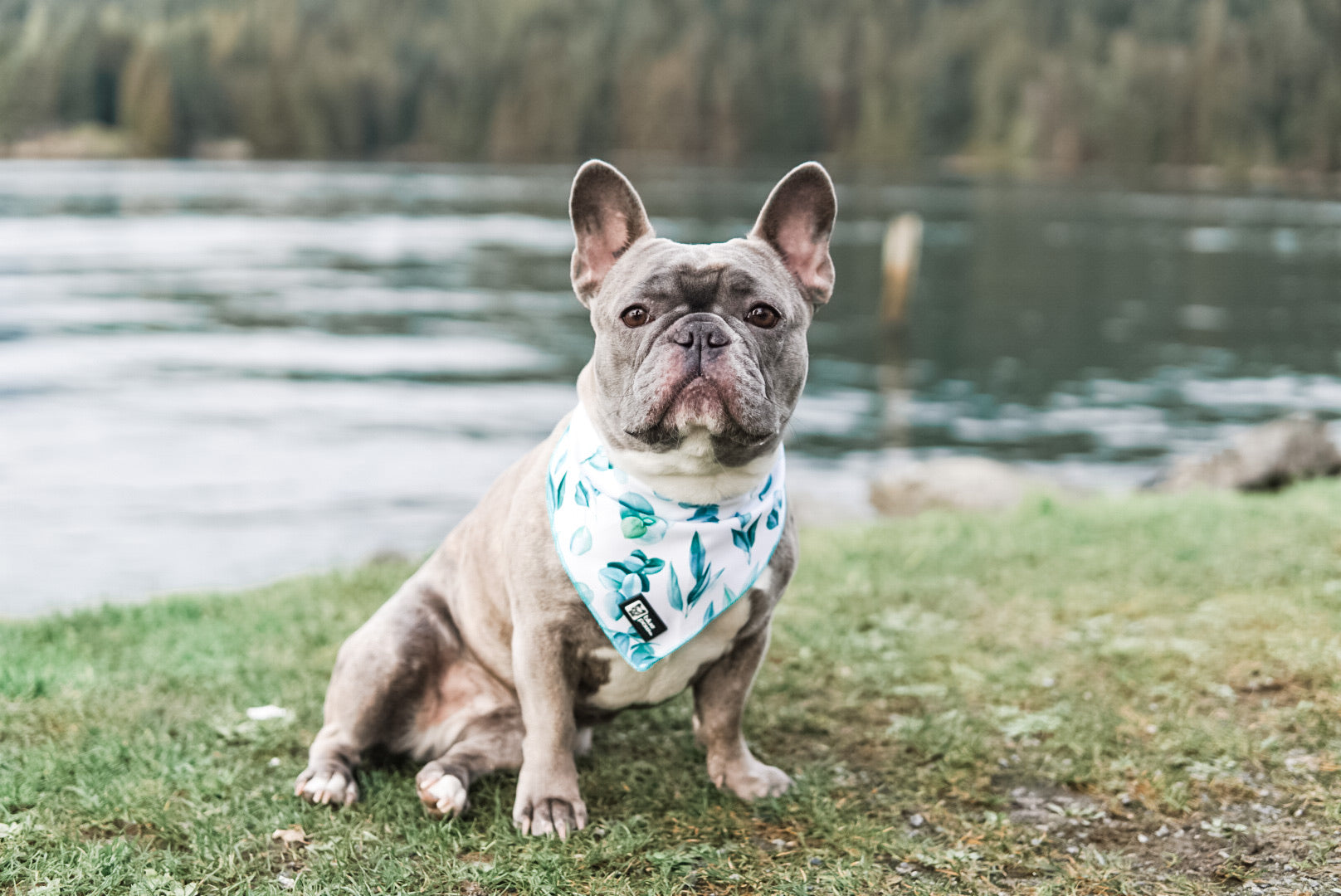 Cooling Dog Bandana - Modern Eucalyptus (Blue Paw Co. - FINAL SALE)