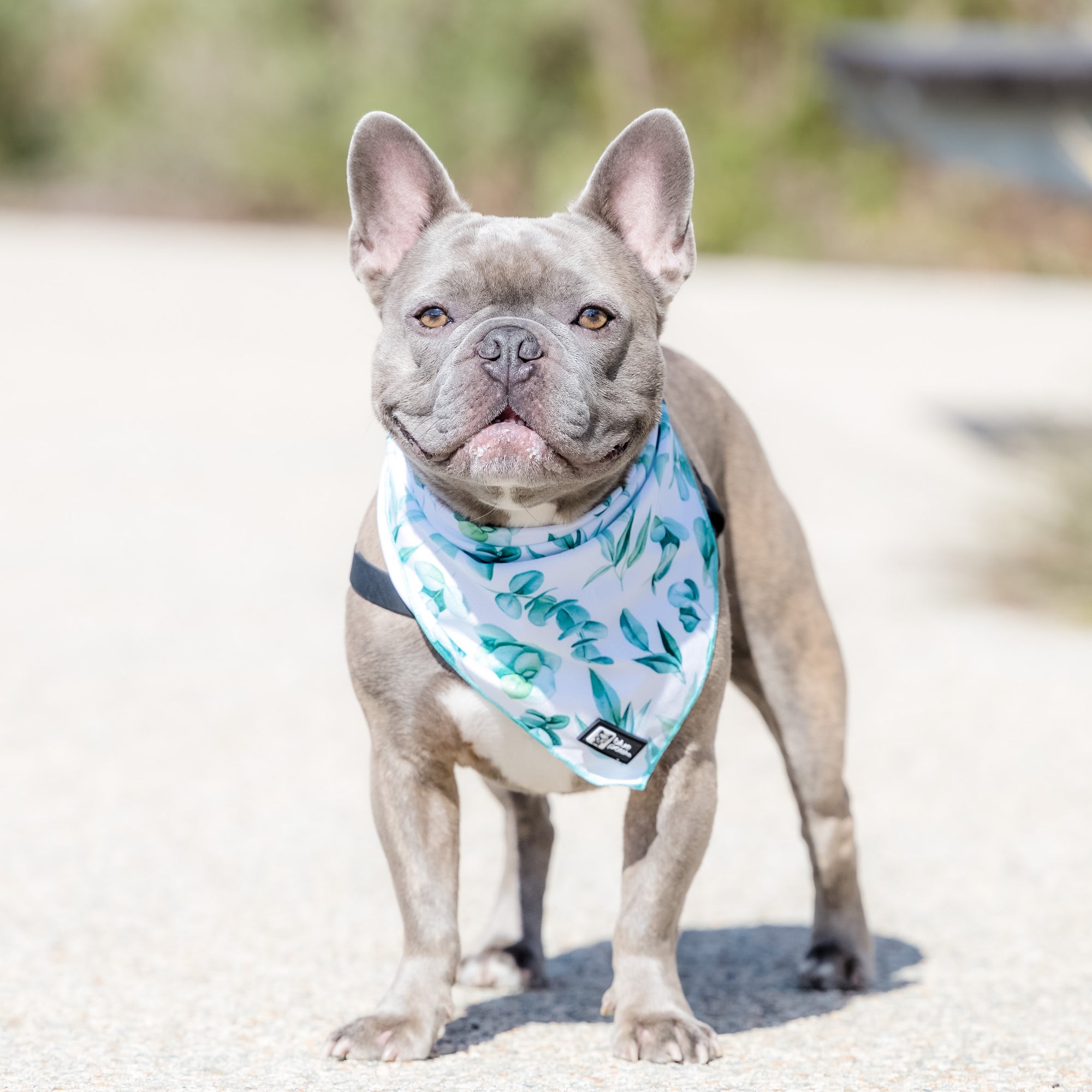 Cooling Dog Bandana - Modern Eucalyptus (Blue Paw Co. - FINAL SALE)