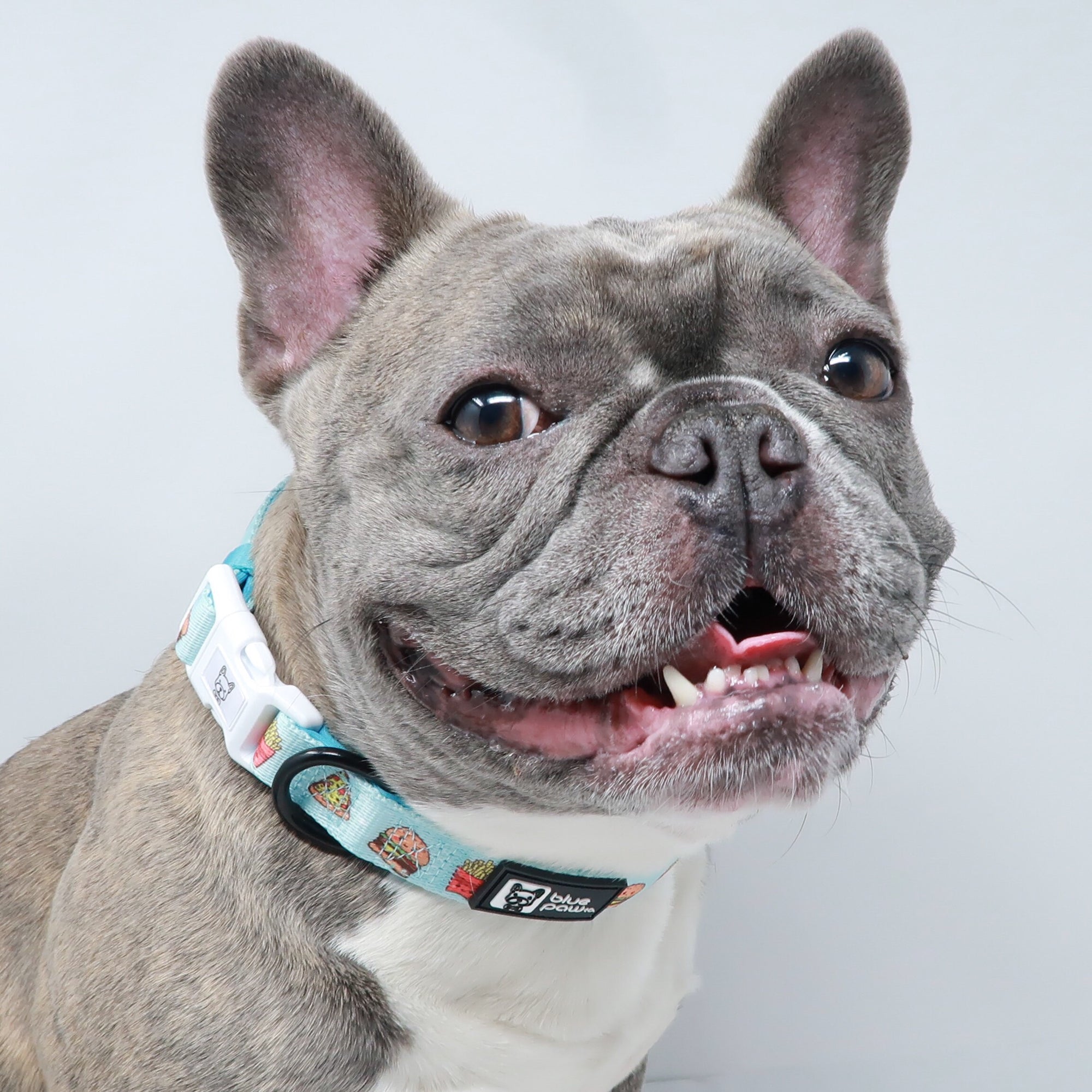 Dog Collar - Cheat Day (Blue Paw Co. - FINAL SALE)