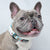 Dog Collar - Cheat Day (Blue Paw Co. - FINAL SALE)