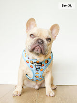 Adjustable Dog Harness - Honeybee (SECONDS - FINAL SALE)
