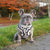 Adjustable Dog Harness - Leopard (BPC - SECONDS - FINAL SALE)