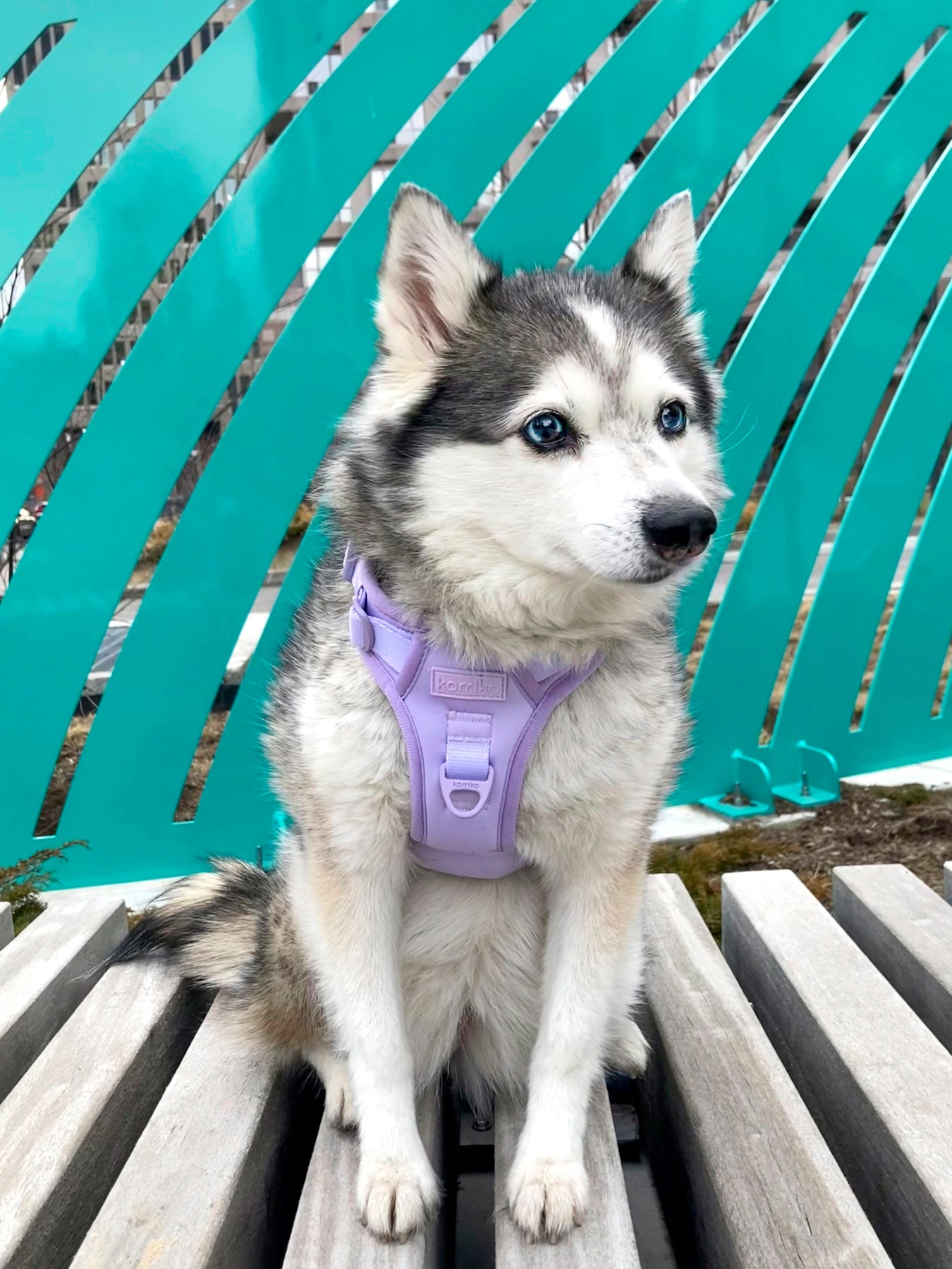 Exploration Lite No-Pull Dog Harness - Lilac (Final Sale)