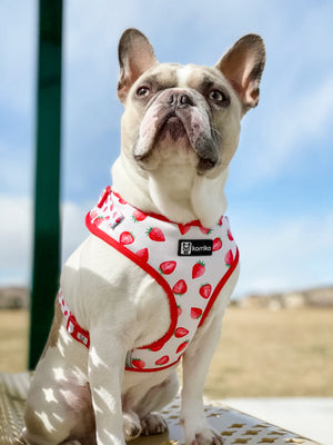 Adjustable Dog Harness - Strawberries & Cream