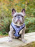 Reversible Dog Harness - Milky Way (Final Sale)