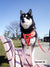 Adjustable Dog Harness - Moo Moo