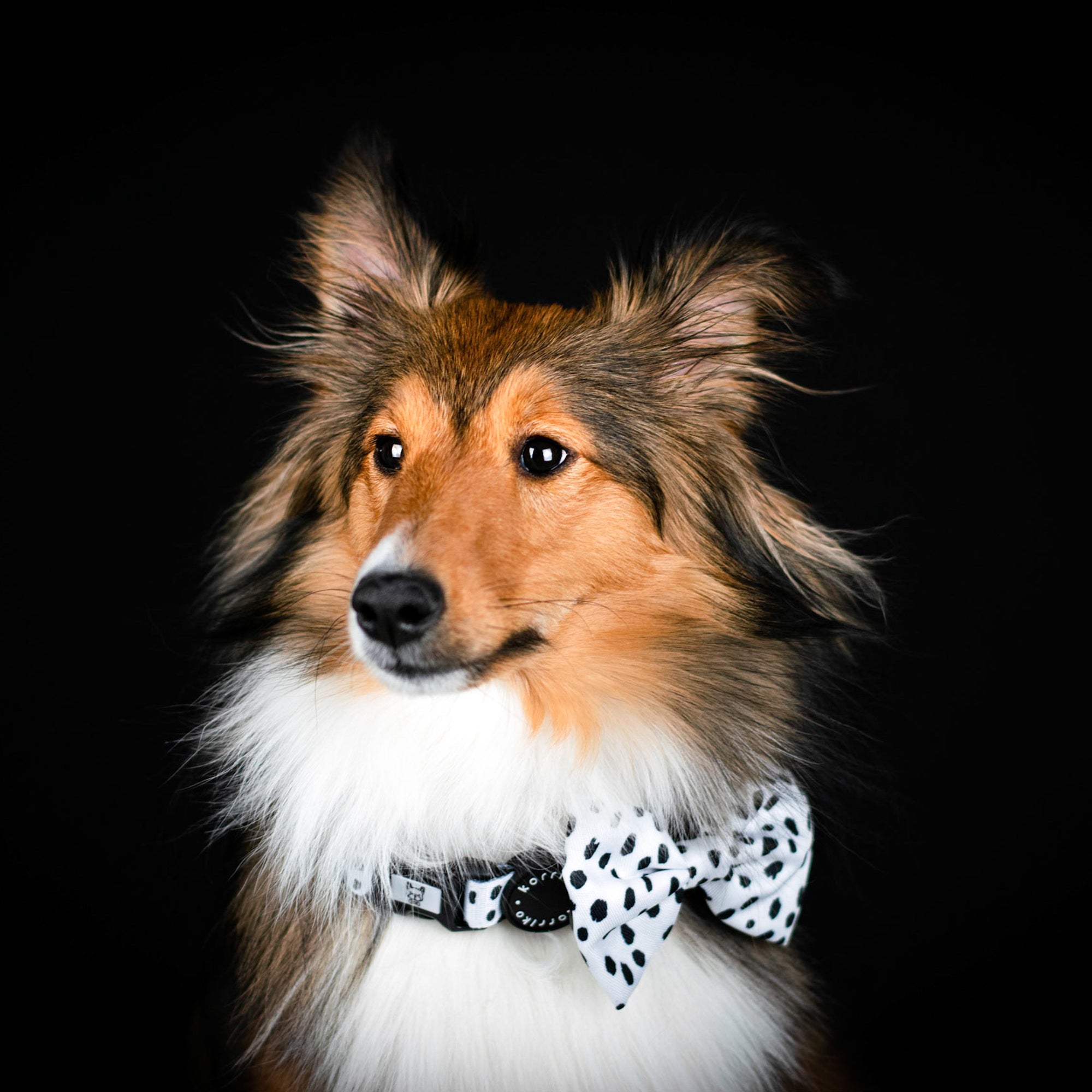 Dog Bow Tie - Spotted (Final Sale)