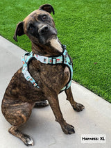 Exploration Lite No-Pull Dog Harness - Sushi