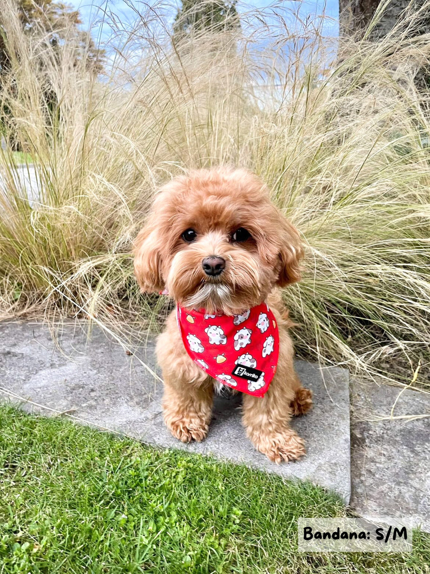 Cooling Dog Bandana - Moo Moo