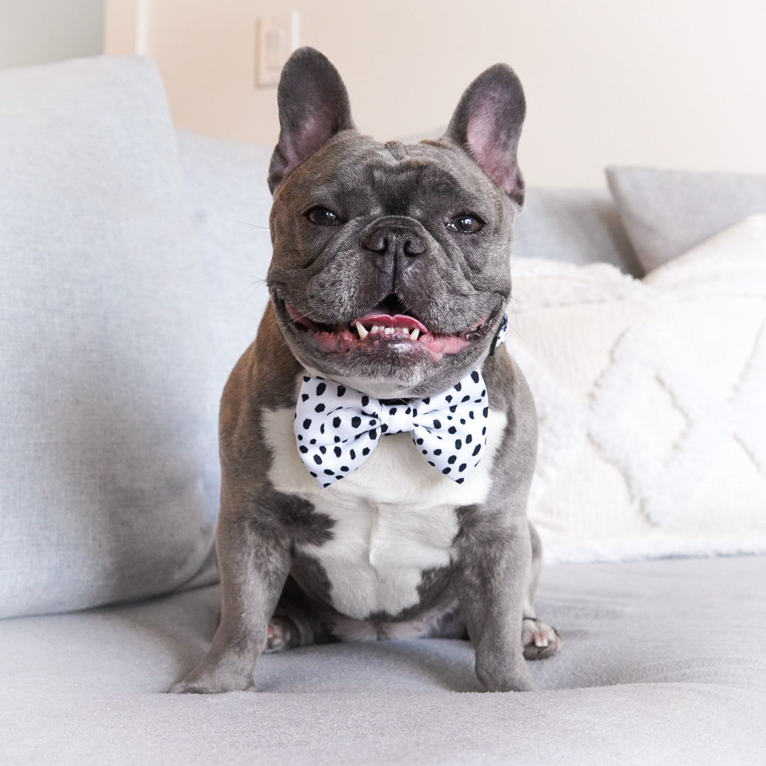 Dog Bow Tie - Spotted (SECONDS - FINAL SALE)
